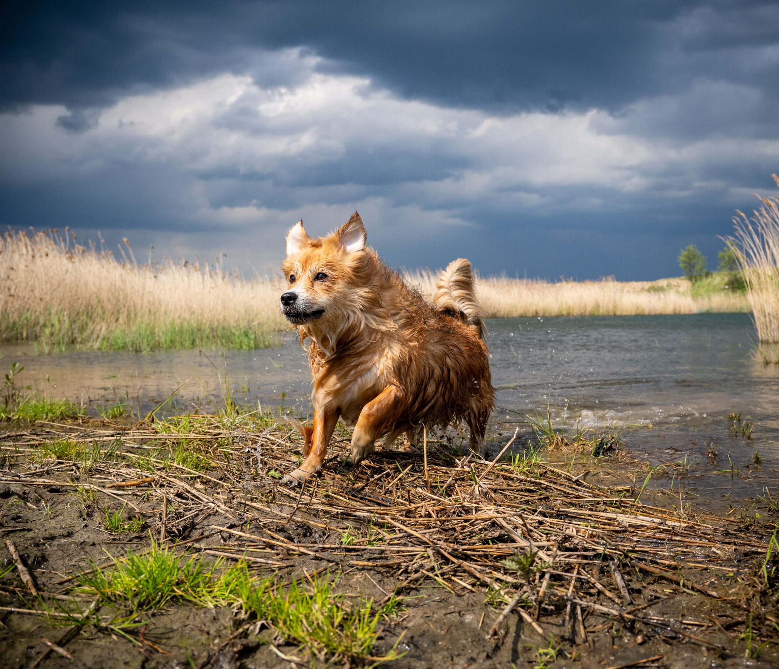 Service Brown furry dog playing by a lake under dramatic skies, captured in action.