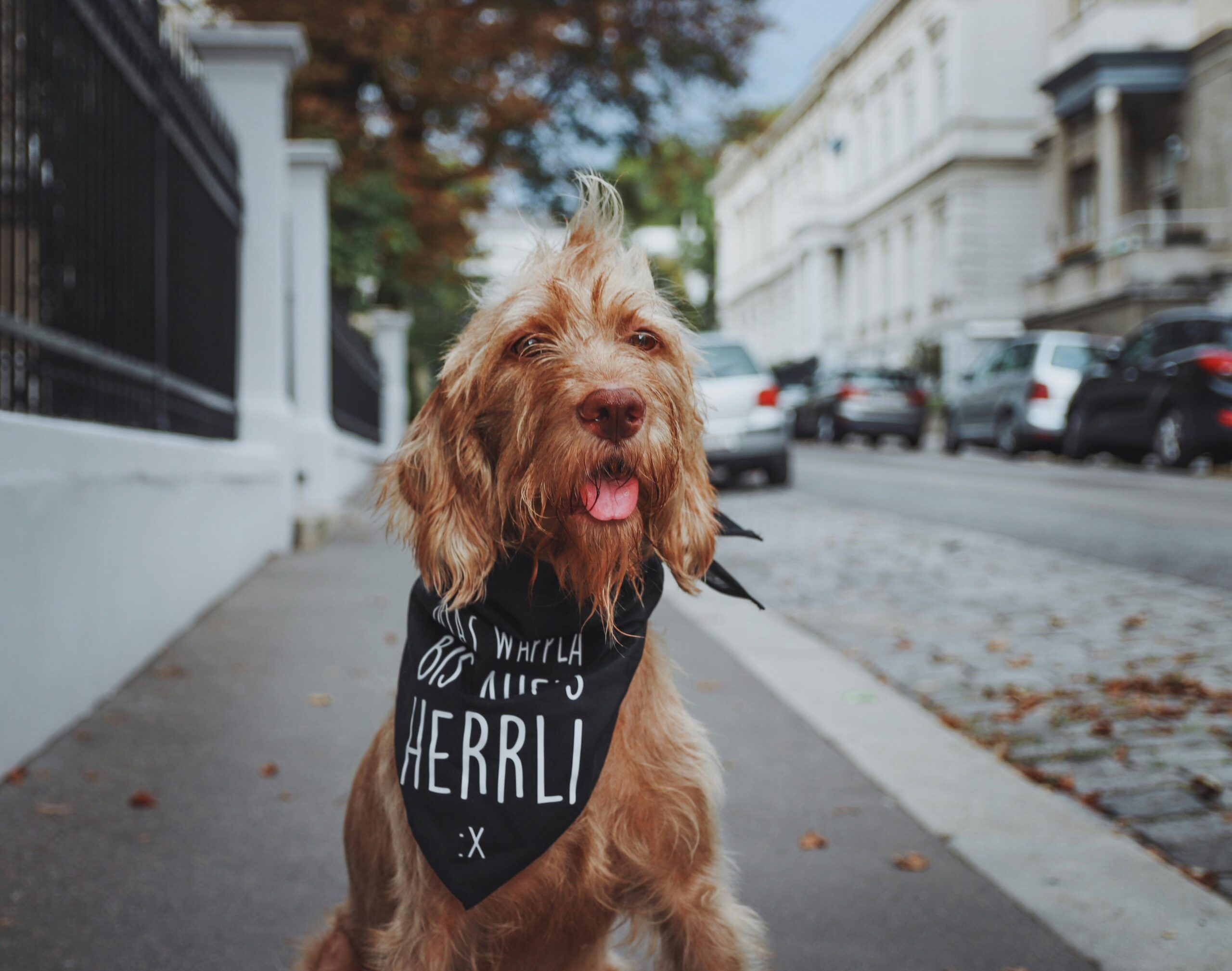 Producten Adorable wirehaired dog wearing a black bandana on a city street, perfect for urban lifestyle imagery.