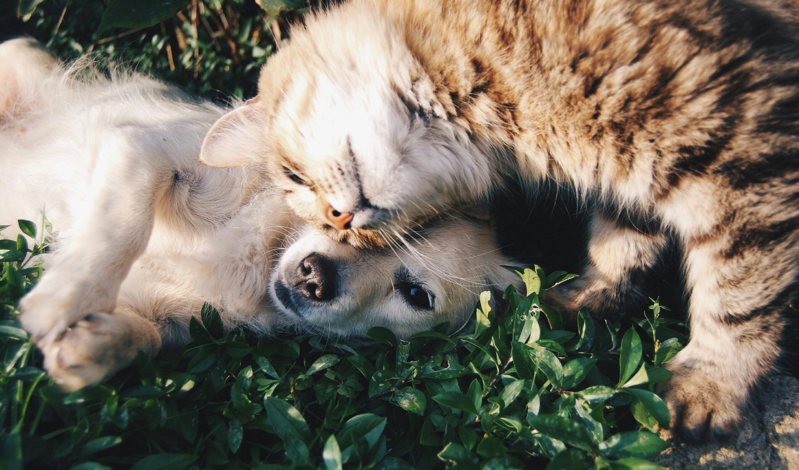 Kat vs hond: wie scoort beter op Instagram? A heartwarming moment of a cat cuddling a dog on green grass outdoors.