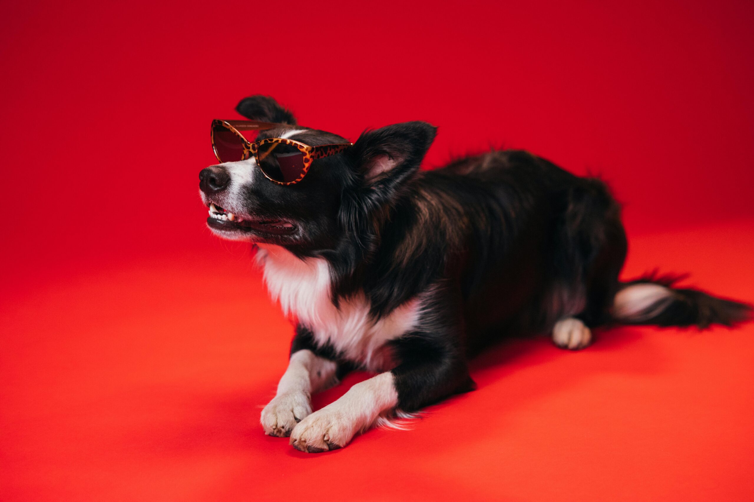 Producten Cute Border Collie dog wearing sunglasses on a vivid red background during a studio photo shoot.